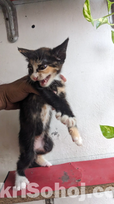 Mix Breed Female Cat Kitten